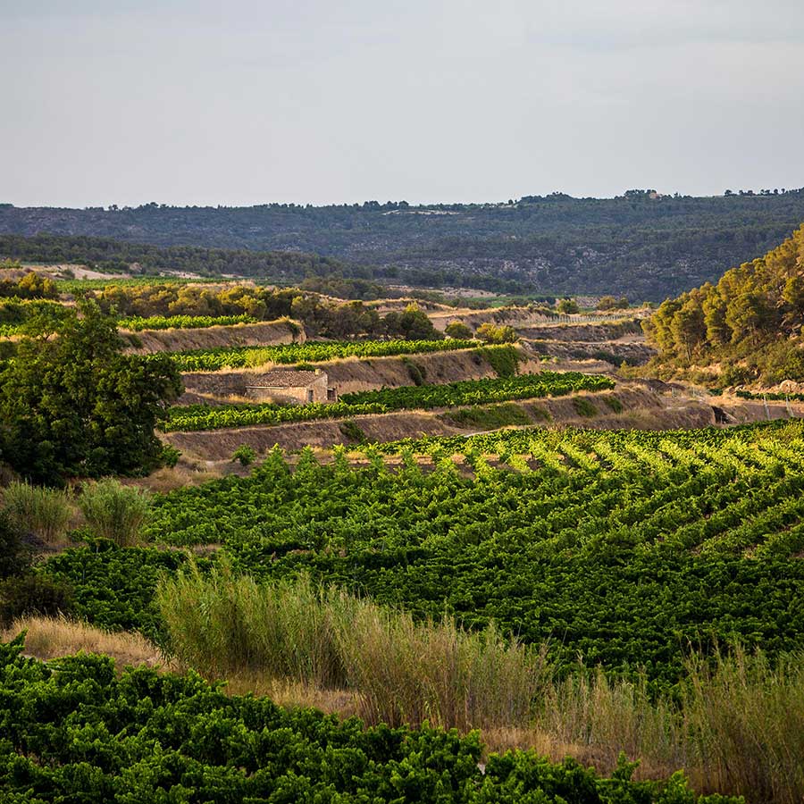 vinedos-1